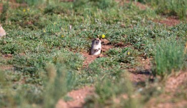 Using field surveys and manipulative experiments, Zhong et al. evaluated how habitat modification by Brandt’s voles (Lasiopodomys brandtii) influences predation risk from shrikes in a steppe grassland, located in Inner Mongolia, China. Image credit: Guoliang Li.