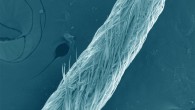 Wei et al. found that honeybee tongue hairs’ hydrophobicity can prevent the hairs from being adhered to the soft tongue surface, which could significantly enhance the deformability of the tongue when honeybees feed at various surfaces and promote their adaptability to different environments. Image credit: Jiangkun Wei.