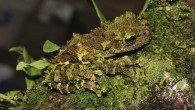 Theloderma khoii, holotype, male, in life. Image credit: Ninh et al., doi: 10.5852/ejt.2022.794.1655.