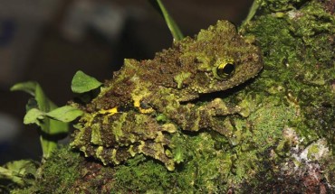 Theloderma khoii, holotype, male, in life. Image credit: Ninh et al., doi: 10.5852/ejt.2022.794.1655.