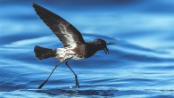 The New Caledonian storm petrel (Fregetta lineata) off Nouméa, New Caledonia, in January 2020. Image credit: Hadoram Shirihai, Tubenoses Project.