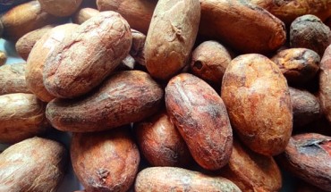 Sesso et al. examined whether cocoa extract supplementation decreases total cardiovascular disease among older adults. Image credit: Sci-News.com.
