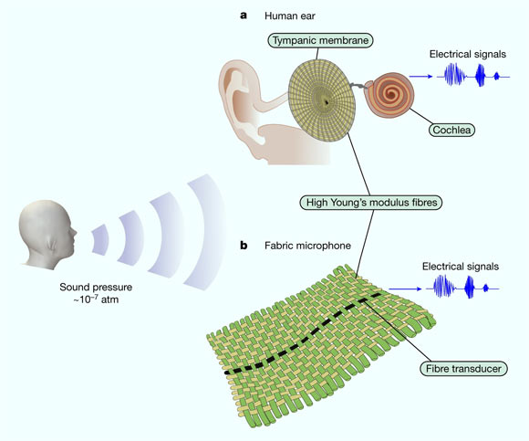 Yan et al. designed an acoustic fabric, woven with a fiber that is designed from a piezoelectric material that produces an electrical signal when bent or mechanically deformed: (a) the tympanic membrane is a four-layer construct composed of circumferentially and radially oriented high-modulus collagen fibers, which are key for sound conduction; the tympanic membrane motion is ultimately transmitted to the cochlea through the ossicular chain, wherein short cilia fibers convert pressure waves into electrical signals (ionic), which are picked up by the nervous system; (b) in the acoustic fabric, high-modulus Twaron yarns and cotton yarns are oriented at right angles, mimicking the construction of the tympanic membrane; this construction converts faint audible frequency sound pressure waves into low-order mechanical vibration modes; within that same medium, a single strand of piezoelectric elastomeric fiber transducer is woven, leading to a synergistically coupled fabric, where sound transduction is a collective effect; this results in a fabric capable of operating as a sensitive microphone that detects weak sound signals (for example, human speech) as low as 10-7 atm. Image credit: Yan et al., doi: 10.1038/s41586-022-04476-9.