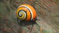 https://cdn.sci.news/images/2022/03/image_10637-Polymita-picta.jpg