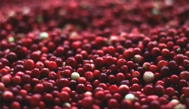 Heiss et al. found daily consumption of cranberries for one month improved cardiovascular function in healthy men. Image credit: Pexels.