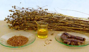 Alpha-linolenic acid, a type of omega-3 fatty acid, is found in flaxseed oil as well as canola, soy, perilla, and walnut oils. Image credit: Handwerker / CC BY-SA 3.0.