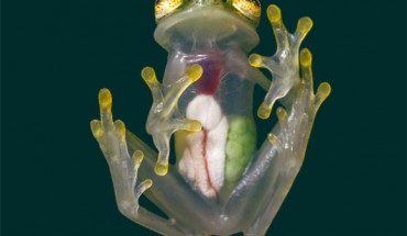 The Mashpi glassfrog (Hyalinobatrachium mashpi), female. Image credit: Jaime Culebras.
