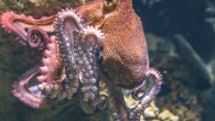 Octopuses can solve complex puzzles and show a preference for different individuals. Image credit: Edmond Lafoto.