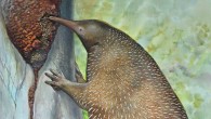 Murrayglossus hacketti, a giant echidna that lived in Western Australia during the Pleistocene. The largest egg-laying mammal ever discovered, this 30-kg animal may have specialized on termites. Image credit: Peter Schouten.