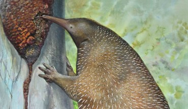 Murrayglossus hacketti, a giant echidna that lived in Western Australia during the Pleistocene. The largest egg-laying mammal ever discovered, this 30-kg animal may have specialized on termites. Image credit: Peter Schouten.