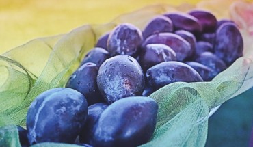 Plums (Prunus domestica). Image credit: Vanessa / K-e-k-u-l-é.