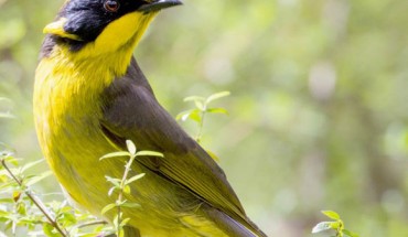 Helena, the helmeted honeyeater (Lichenostomus melanops cassidix) whose genome was sequenced, at Yellingbo Nature Conservation Reserve, Victoria, Australia. Image credit: Nick Bradsworth.