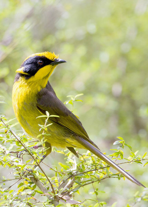 Helena, the helmeted honeyeater (Lichenostomus melanops cassidix) whose genome was sequenced, at Yellingbo Nature Conservation Reserve, Victoria, Australia. Image credit: Nick Bradsworth.