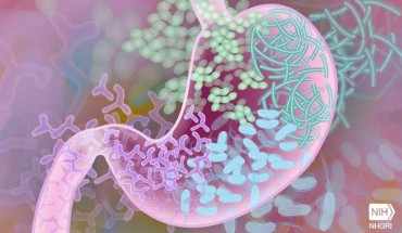 Boolani et al. suggest that energy and fatigue are unique traits that could be defined by distinct bacterial communities not driven by diet. Image credit: Darryl Leja, National Human Genome Research Institute, National Institutes of Health.