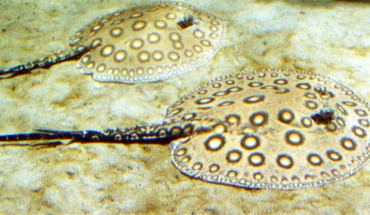 Ocellate river stingrays (Potamotrygon motoro) at Zoo Duisburg, Germany. Image credit: Raimond Spekking / CC BY-SA 4.0.