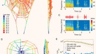 A spider orb web is an enormous, reconfigurable, regenerative, and highly sensitive acoustic antenna. Image credit: Zhou et al., doi: 10.1073/pnas.2122789119.