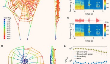 A spider orb web is an enormous, reconfigurable, regenerative, and highly sensitive acoustic antenna. Image credit: Zhou et al., doi: 10.1073/pnas.2122789119.