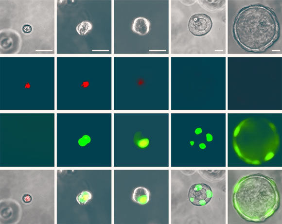 Human ES cell derived RASC transitioning to an Alveolar type 2 cell over time in culture. Image credit: Basil et al., doi: 10.1038/s41586-022-04552-0.