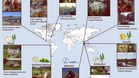 Odor preference rankings were collected from nine culturally and geographically diverse populations. These included the three hunter-gatherer groups, Seri from a coastal desert and Maniq and Semaq Beri from tropical rainforest, one shoreline forager, Mah Meri, from a tropical coast; one swidden-horticulturalist, Semelai, from tropical rainforest; one farmer-foraging community, Chachi, from tropical rainforest; one subsistence agriculturalist community, Imbabura Quichua, from temperate highlands; and two urban dwellers from industrial and postindustrial communities of bustling urban settings, Mexican and Thai. The data from these nine communities were then related to available data from a large dataset on odor preference collected from urban dwellers from New York City, the United States. Image credit: Arshamian et al., doi: 10.1016/j.cub.2022.02.062.