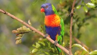 Cooney et al. quantified global latitudinal trends in colorfulness by collating and analysing a photographic dataset of whole-body plumage reflectance information for 4,527 species of passerine birds. Image credit: Sandid.