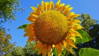 Sunflower. Image credit: Mabel Amber.