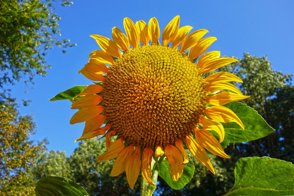 Sunflower. Image credit: Mabel Amber.