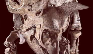 The complete restored skeleton of the Triceratops horridus Big John; the fenestra analyzed by D’Anastasio et al. is indicated by the white circle. Image credit: A. Ferrara / I. Briano / D’Anastasio et al., doi: 10.1038/s41598-022-08033-2.