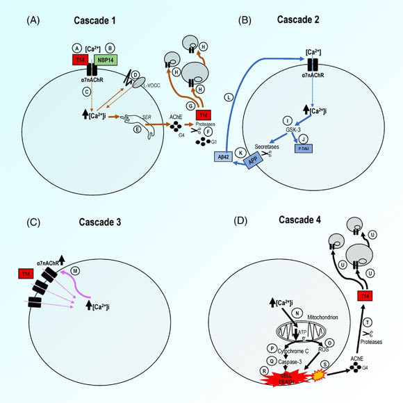 The T14 system participates in at least four interactive cascades. Image credit: Greenfield et al., doi: 10.1002/trc2.12274.