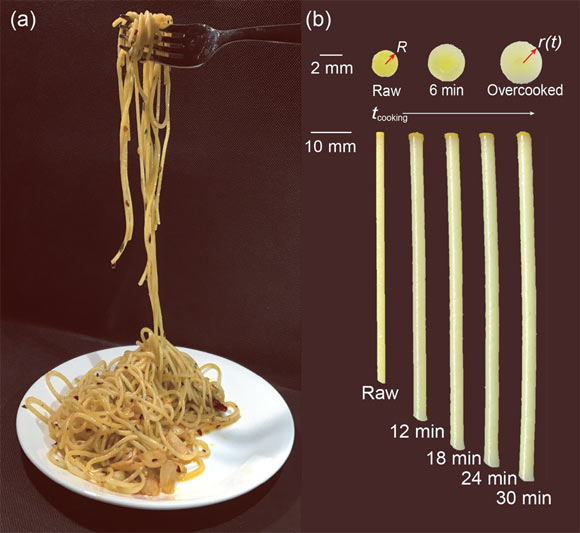 Hwang et al. studied the capillary-induced coalescence of swelling pasta; they observed that, as pasta is cooked (hence, swollen and softened), capillary action more easily deforms the noodle, and two pasta noodles can coalesce with the shorter stick length: (a) picture of spaghetti aglio e olio; capillary adhesion between the noodles is induced by olive oil seasoned with garlic and pepper; (b) pasta radial and axial growth over time at 100 degrees Celsius cooking due to hygroscopic swelling; radial strain grows up to 70% of its original and axial strain up to 40% of its original after 30 min of cooking (at 100 degrees Celsius); pasta cross section shows color-gradient before it is sufficiently cooked. Image credit: Hwang et al., doi: 10.1063/5.0083696.
