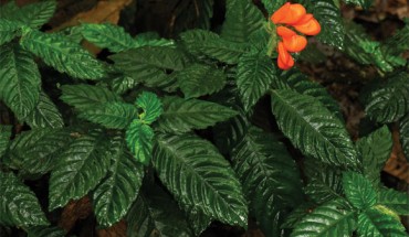 Field image of Gasteranthus extinctus. Image credit: R. Fortier.