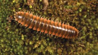 Nannaria swiftae, male holotype from Van Buren County, Tennessee. Image credit: Hennen et al., doi: 10.3897/zookeys.1096.73485.
