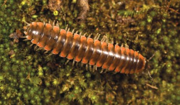 Nannaria swiftae, male holotype from Van Buren County, Tennessee. Image credit: Hennen et al., doi: 10.3897/zookeys.1096.73485.