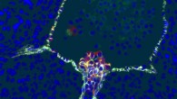 Human blood stem cells emerging from specialized endothelial cells in the wall of an embryonic aorta. Image credit: Hanna Mikkola Lab, UCLA / Katja Schenke-Layland Lab, University of Tübingen.
