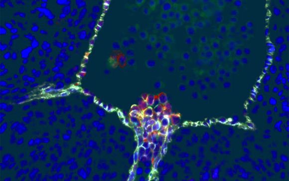 Human blood stem cells emerging from specialized endothelial cells in the wall of an embryonic aorta. Image credit: Hanna Mikkola Lab, UCLA / Katja Schenke-Layland Lab, University of Tübingen.