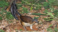A male Albert’s lyrebird (Menura alberti) using its powerful claws to forage in the leaf litter. Image credit: Alex Maisey.
