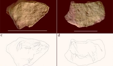 Photographs and digital tracings of two plaquettes from the Montastruc site, France. Scale bars - 10 cm. Image credit: Needham et al., doi: 10.1371/journal.pone.0266146.