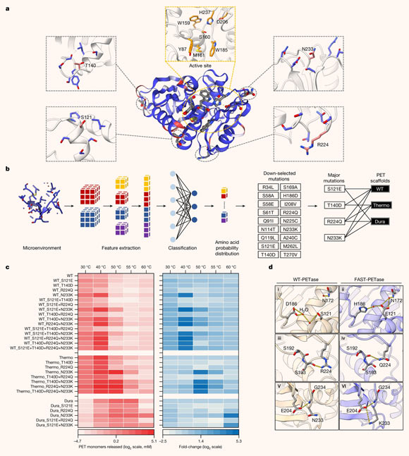 Machine learning guided predictions improve enzyme performance across PETase scaffolds. Image credit: Lu et al., doi: 10.1038/s41586-022-04599-z.