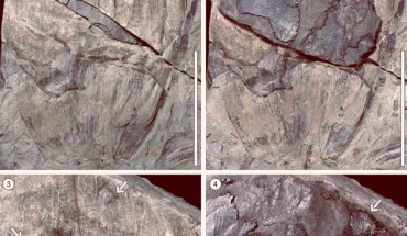 Palm bruchine tunnels in a fossil coconut fruit of the Cerrejón Formation, Colombia. Image credit: Penn State.