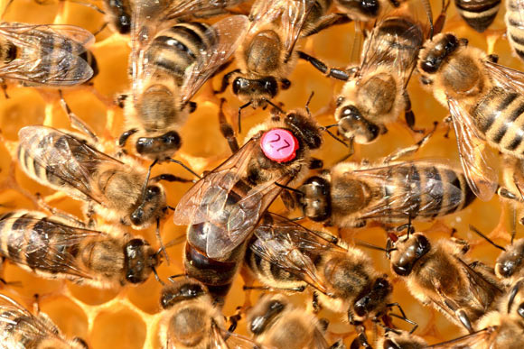 Until now odd and even categorization, also called parity classification, had never been shown in non-human animals; Howard et al. show honeybees (Apis mellifera) can learn to do this. Image credit: xiSerge.