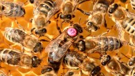 Until now odd and even categorization, also called parity classification, had never been shown in non-human animals; Howard et al. show honeybees (Apis mellifera) can learn to do this. Image credit: xiSerge.