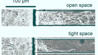 Differences in Vibrio fischeri swimming patterns when in open spaces or tight spaces. Image credit: Lynch et al., doi: 10.1016/j.bpj.2022.04.008.