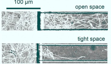 Differences in Vibrio fischeri swimming patterns when in open spaces or tight spaces. Image credit: Lynch et al., doi: 10.1016/j.bpj.2022.04.008.