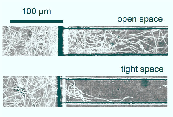 Differences in Vibrio fischeri swimming patterns when in open spaces or tight spaces. Image credit: Lynch et al., doi: 10.1016/j.bpj.2022.04.008.