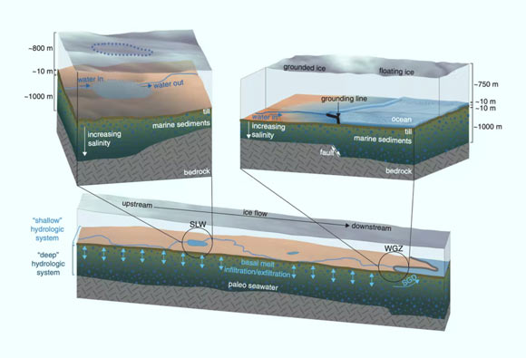 Illustrations of the Whillans Ice Stream in West Antarctica show liquid water under the ice from subglacial lakes (left) and groundwater within the sediment; the ice stream moves at about 300 m per year. Image credit: Gustafson et al., doi: 10.1126/science.abm3301.