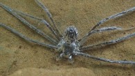 While submerged, Trechalea extensa uses a film of air to hide from predators. Image credit: Lindsey Swierk.