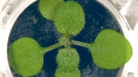 Arabidopsis thaliana in the lunar regolith. Image credit: Paul et al., doi: 10.1038/s42003-022-03334-8.