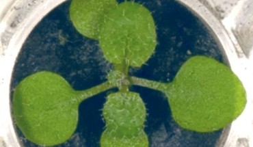 Arabidopsis thaliana in the lunar regolith. Image credit: Paul et al., doi: 10.1038/s42003-022-03334-8.