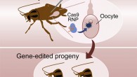 With over a million species described, insects are a treasure trove of diversity and represent boundless possibilities as research tools for answering fundamental questions in biology. Current approaches for insect gene editing require microinjection of materials into early embryos, which is highly challenging in most species. Shirai et al. established and optimized a simple and efficient method for insect gene editing by adult injection, which can be readily implemented in any laboratory and directly applied to a great diversity of non-model insect species. Image credit: Shirai et al., doi: 10.1016/j.crmeth.2022.100215.