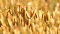 Oat (Avena sativa). Image credit: Hans Braxmeier.