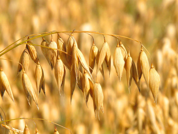 Oat (Avena sativa). Image credit: Hans Braxmeier.